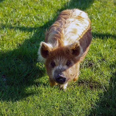 Hidden Acres Гостевой дом 3*