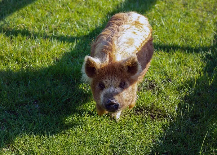 Hidden Acres Gæstehus 3*